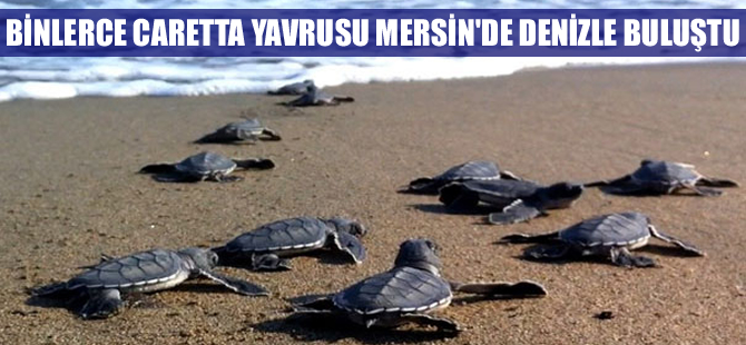 Mersin’de 150 bin civarında deniz kaplumbağası denizle buluştu
