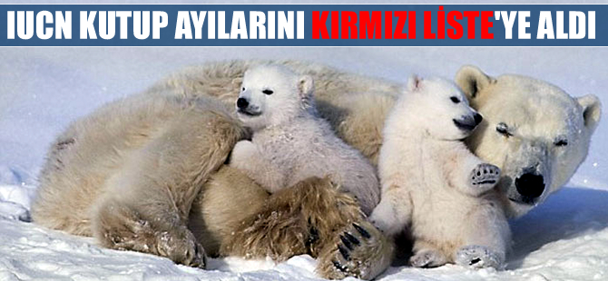 Kutup ayıları IUCN tarafından ‘Kırmızı Liste’ye alındı