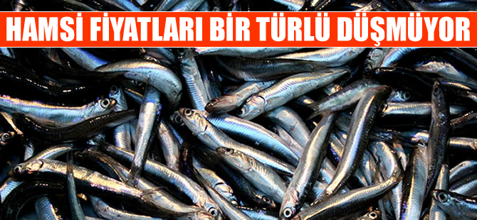 Hamsi fiyatları yeniden yükselişe geçti
