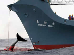Japon balina avcıları Antarktika’da balina katliamı yaptı