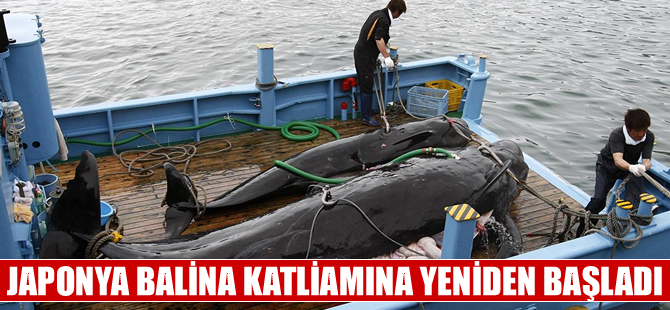 Japonya “Bilimsel balina avı” programını yeniden başlattı