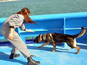 Dedektör köpekler Kuşadası Limanı'nda deniz eğitimi alıyor
