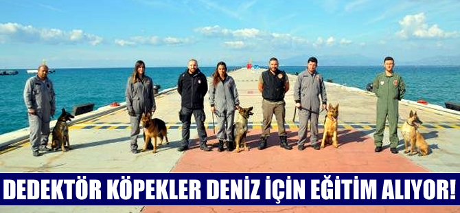 Dedektör köpekler Kuşadası Limanı'nda deniz eğitimi alıyor