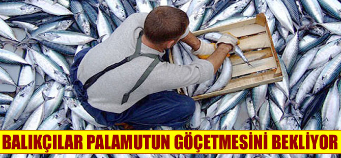 Palamut bu yıl balıkçıları hüsrana uğrattı