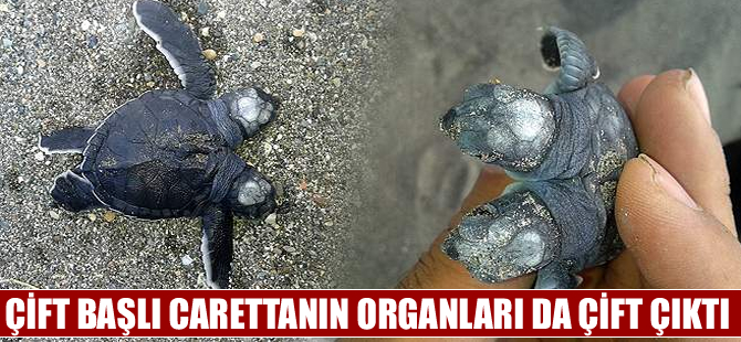 Çift başlı deniz kaplumbağasının organları da çift çıktı