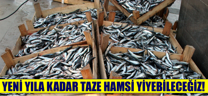 Yeni yıla kadar taze hamsi tüketilebilecek