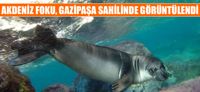 Akdeniz foku Gazipaşa sahilinde görüntülendi