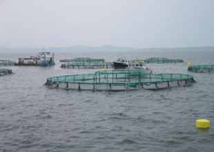 Fırtına balık çiftliklerini patlattı, balıklar kıyıya vurdu