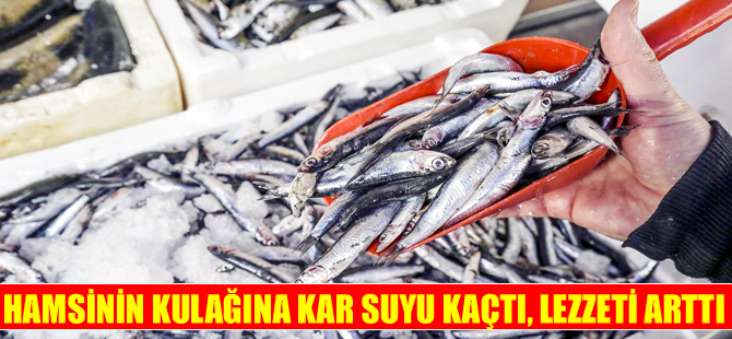 Hamsinin kulağına kar suyu kaçtı, lezzeti de fiyatı da arttı