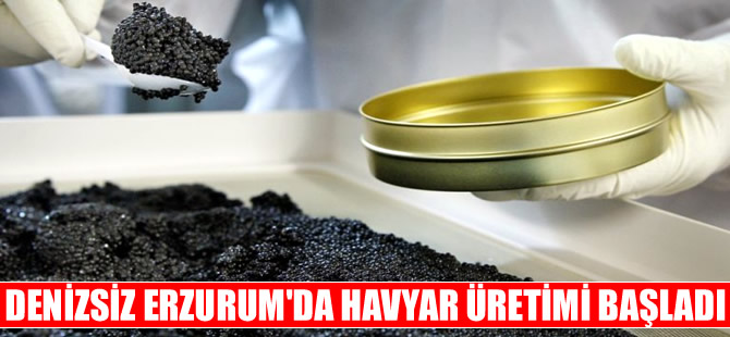 Denizi olmayan Erzurum'da havyar üretilmeye başlandı