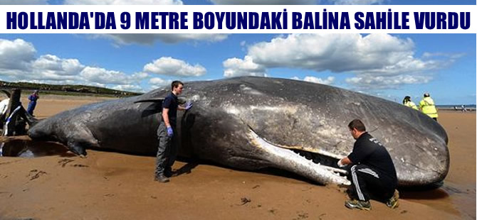 Hollanda'da 9 metre boyundaki balina sahile vurdu