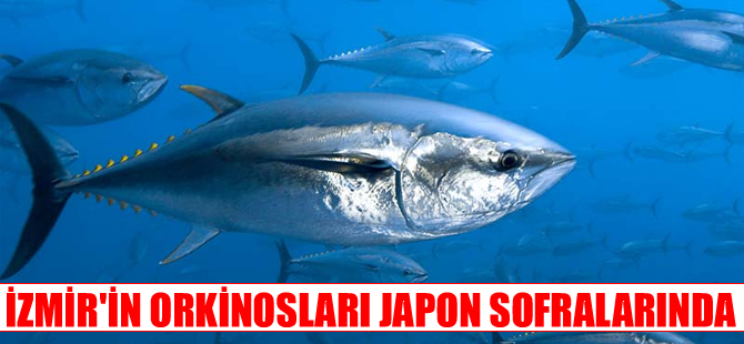 Japonlar suşi için İzmir’de yetiştirilen orkinosları tercih etti