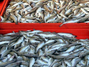 Mezgitte son yılların en verimli  sezonu yaşanıyor