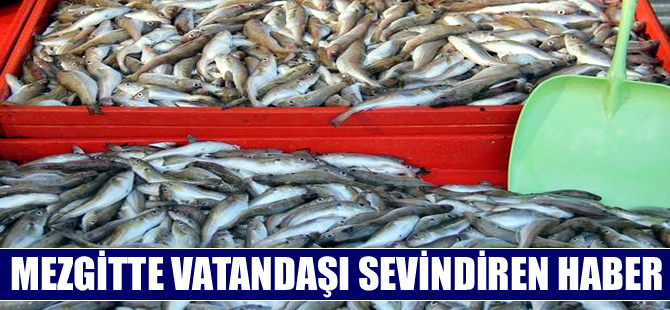 Mezgitte son yılların en verimli  sezonu yaşanıyor