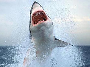 Kurtarılmasına ramak kala köpek balığının kurbanı oldu