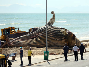 Sahile vuran dev balina yüzünden plaj kapatıldı