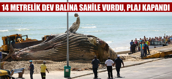 Sahile vuran dev balina yüzünden plaj kapatıldı