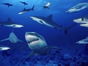 Dakikada 140, günde 201 bin 600 köpekbalığı katlediliyor