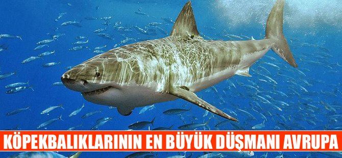 Dakikada 140, günde 201 bin 600 köpekbalığı katlediliyor