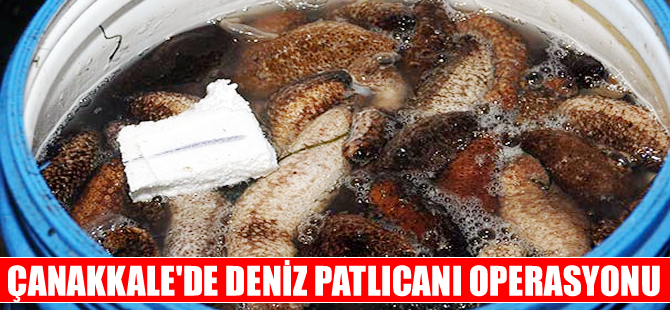 Yarım ton deniz patlıcanı kaçakçıların elinden kurtarıldı