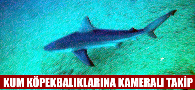 Boncuk Koyu’ndaki kum köpekbalıklarına kameralı takip