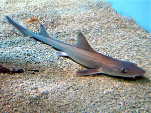Boncuk Koyu’ndaki kum köpekbalıklarına kameralı takip