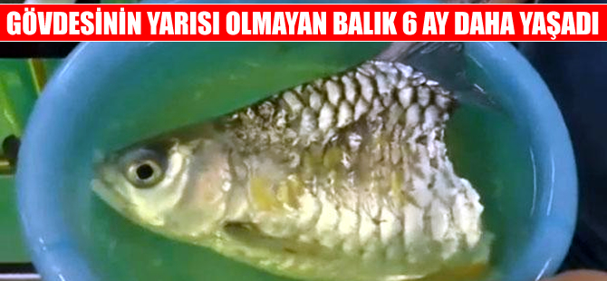 Gövdesinin yarısı olmayan balık 6 ay daha yaşadı!