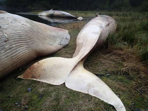 Patagonya ‘da 337 balina ölüsü bulundu