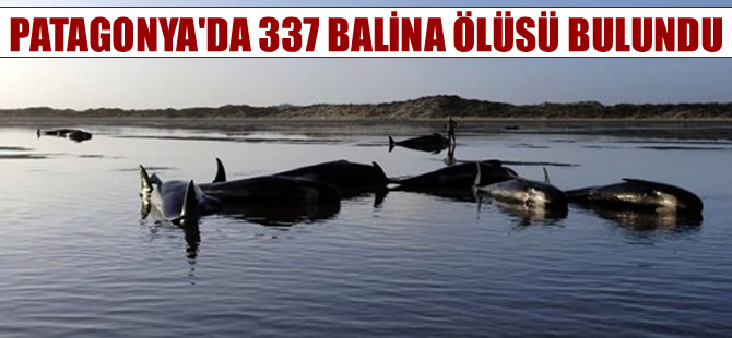 Patagonya ‘da 337 balina ölüsü bulundu