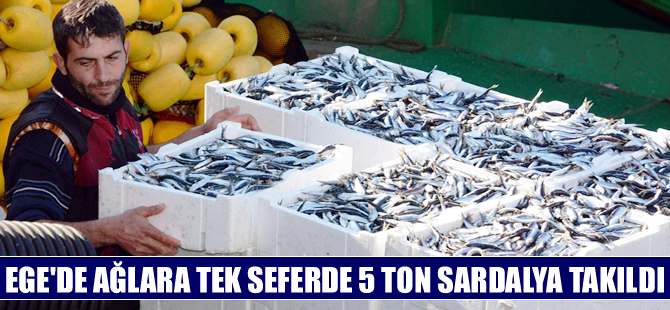 Çanakkale’de balıkçının ağlarına 5 ton sardalya takıldı