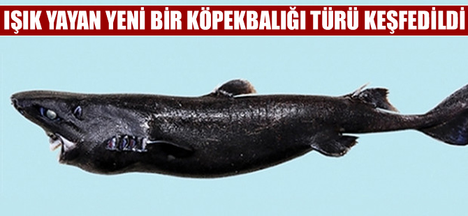 Etrafa ışık yayan yeni bir köpekbalığı türü keşfedildi