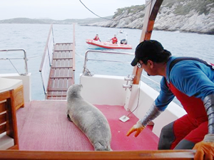 Akdeniz foku Kuşadası'nda tekneye sığındı