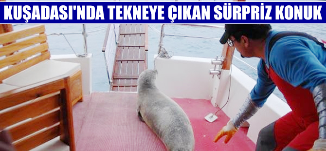 Akdeniz foku Kuşadası'nda tekneye sığındı
