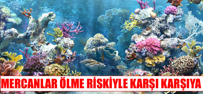 Rengarenk mercanlar beyazlaşma ve ölme riskiyle karşı karşıya