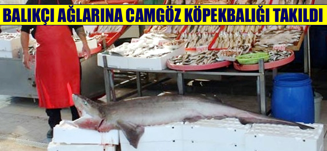 Çanakkale açıklarında "Camgöz" cinsi 2 köpek balığı yakalandı