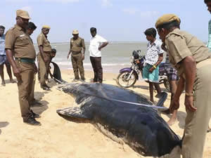Hindistan'da liderleri olmayan 80 balina karaya vurdu!