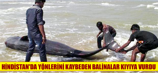 Hindistan'da liderleri olmayan  80 balina karaya vurdu!