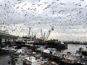 Kumkapı Balıkçılar Çarşısı yeniden yapılacak