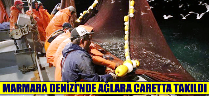 Doğanın dengesi şaştı, Marmara'da balıkçı ağlarına caretta takıldı