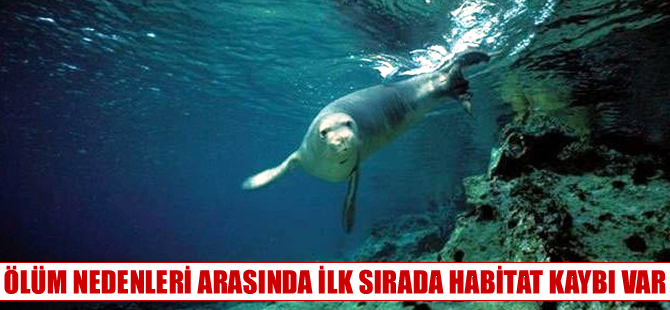 Akdeniz foklarını yaşam alanlarının yok edilmesi öldürüyor