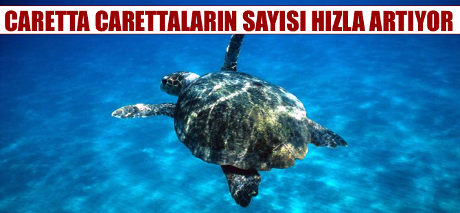 Caretta carettaların sayısı hızla artıyor