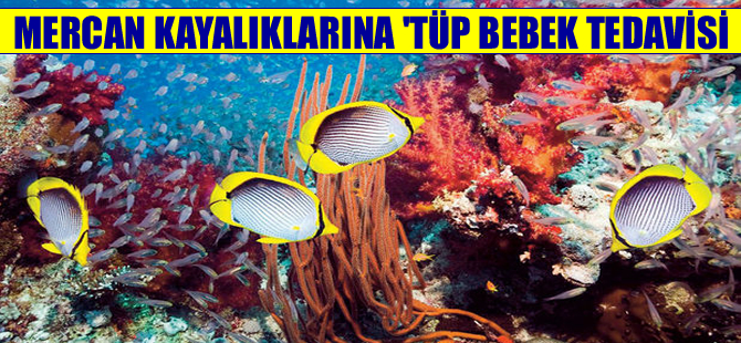 Mercan kayalıklarına ‘Tüp Bebek Tedavisi’