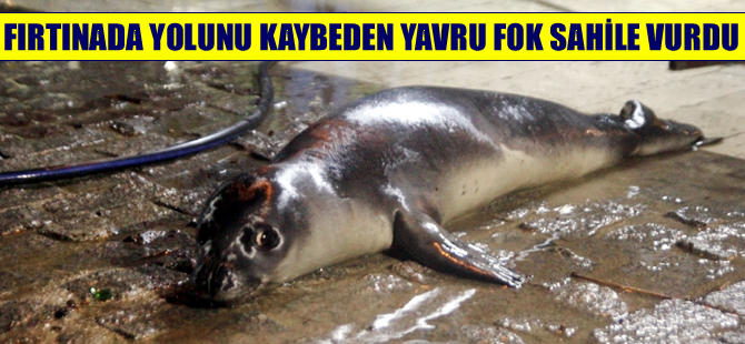 Fırtınada yolunu kaybeden yavru fok sahile vurdu