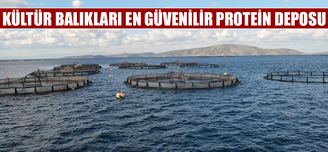 Kültür balıkları en güvenilir protein kaynaklarından biri