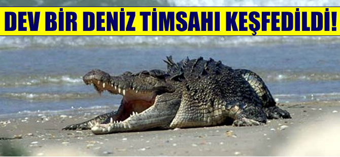 Dev bir deniz timsahı keşfedildi