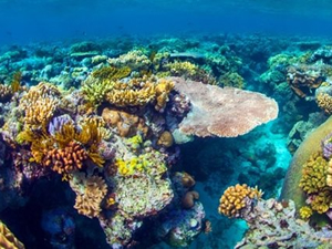 Resiflerde en uzun süren beyazlama dalgası