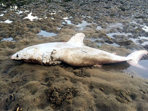 Avustralya'da beyaz bir köpekbalığı sahile vurdu