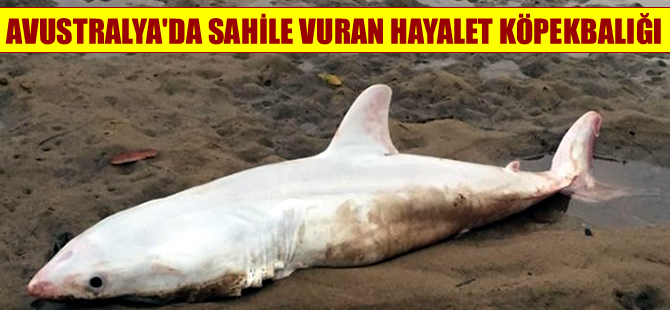 Avustralya'da beyaz bir köpekbalığı sahile vurdu