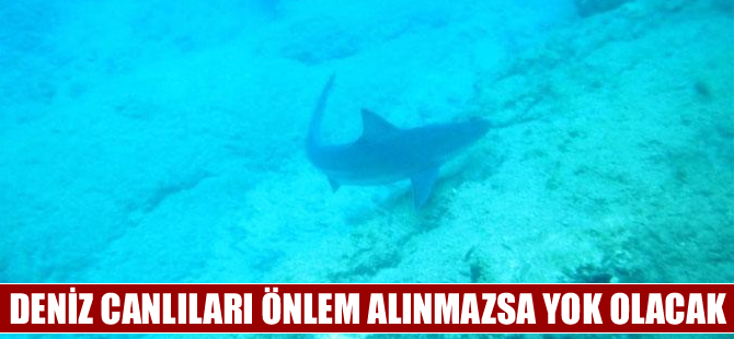 Çevresel faktörler deniz canlılarını neslini tüketiyor