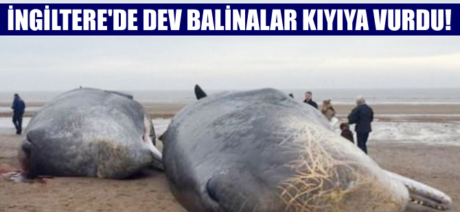 İngiltere'de dev balinalar karaya vurdu
